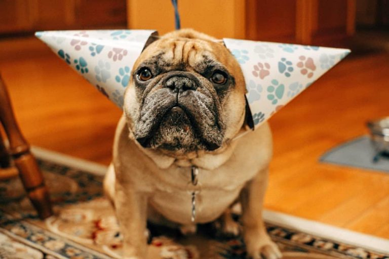 pug dog wearing a party cone on both ears